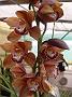 Tinonee-orchids-II 006